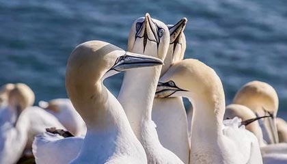 九游网游官网-KPL选手转会合同细节披露，kpl选手转会价格