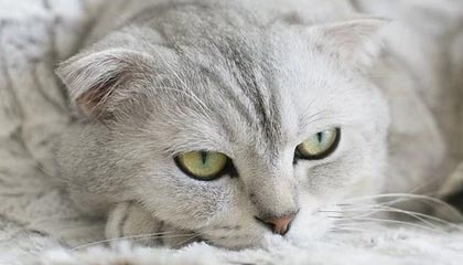 九游网游官网-KPL选手转会合同细节披露，kpl选手转会价格