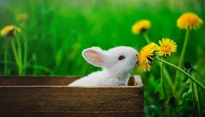 九游网游官网-KPL选手转会合同细节披露，kpl选手转会价格